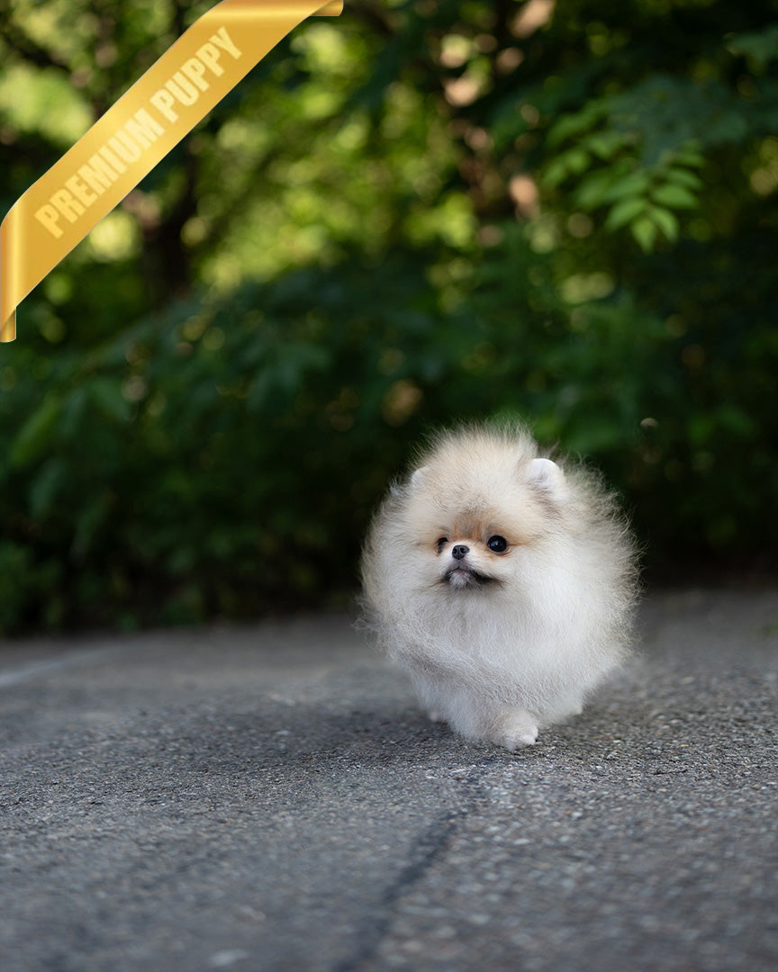 SANDY - MALE (PURCHASED by JOSELYN) - ROLLY TEACUP PUPPIES - TEACUP PUPPY FOR SALE