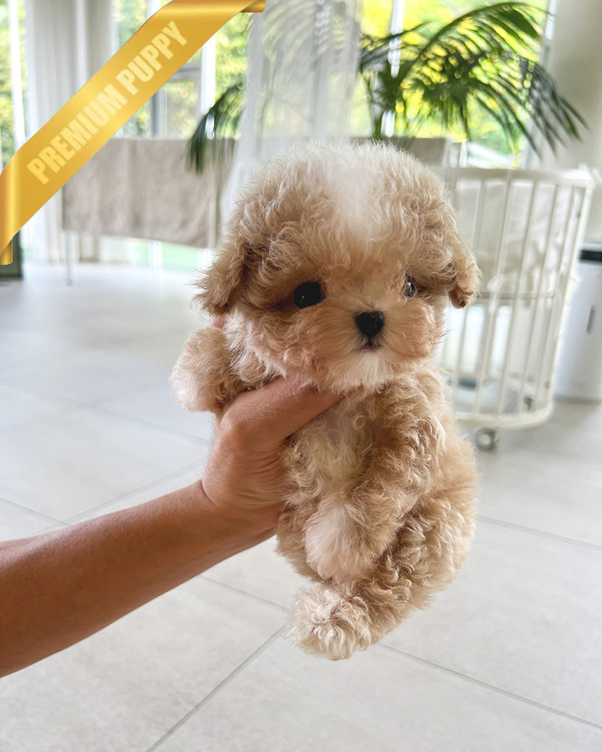 LYRA - FEMALE (PURCHASED by HANA) - ROLLYPUPS OFFICIAL