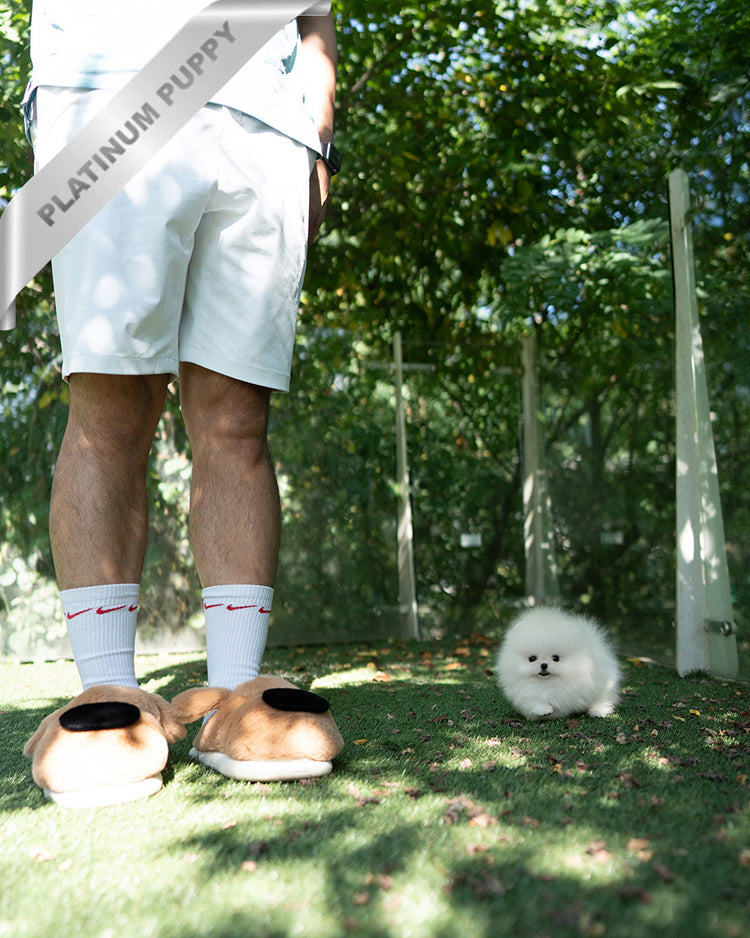 DIANA - FEMALE - ROLLY TEACUP PUPPIES - TEACUP PUPPY FOR SALE