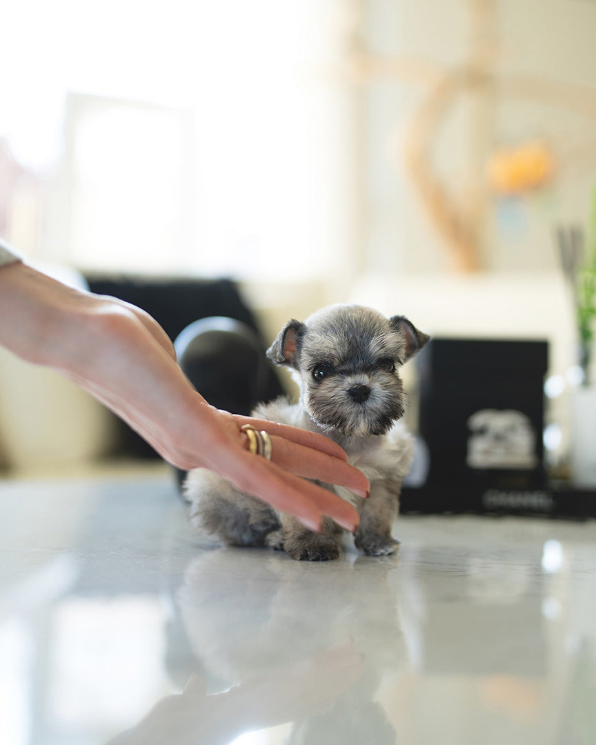 MOLLY - FEMALE (RESERVED by NOUF) - ROLLY TEACUP PUPPIES