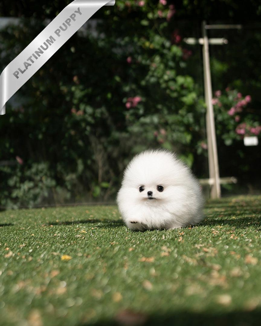 MOCHI - FEMALE (PURCHASED by LILLIANE) - ROLLY TEACUP PUPPIES - TEACUP PUPPY FOR SALE