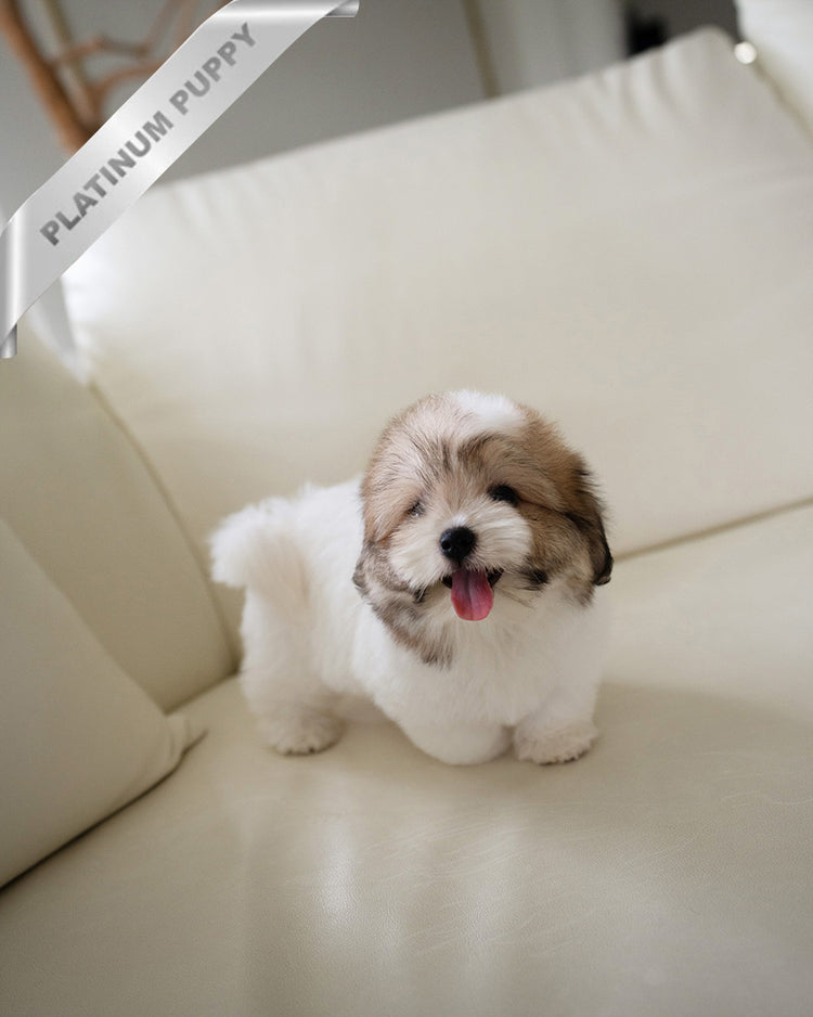 TAFFY - FEMALE (PURCHASED by DEDDY) - ROLLY TEACUP PUPPIES - TEACUP PUPPY FOR SALE