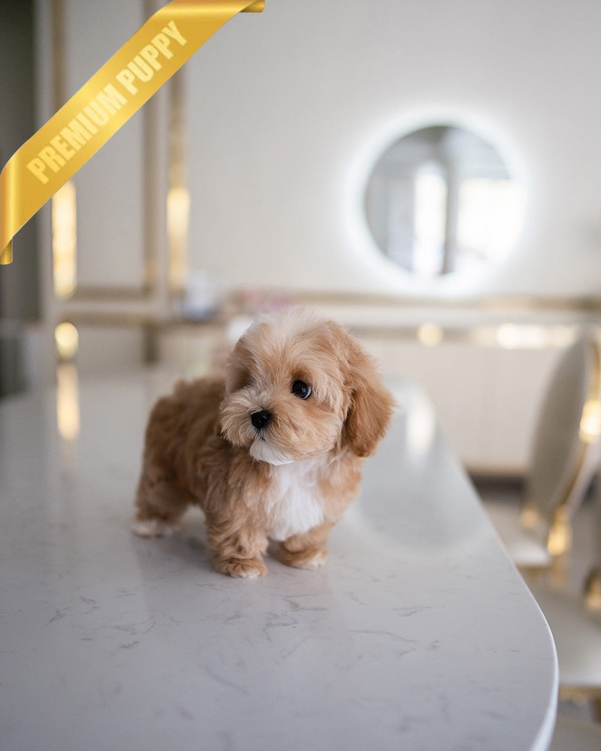 MOCHI - FEMALE - ROLLY TEACUP PUPPIES - TEACUP PUPPY FOR SALE