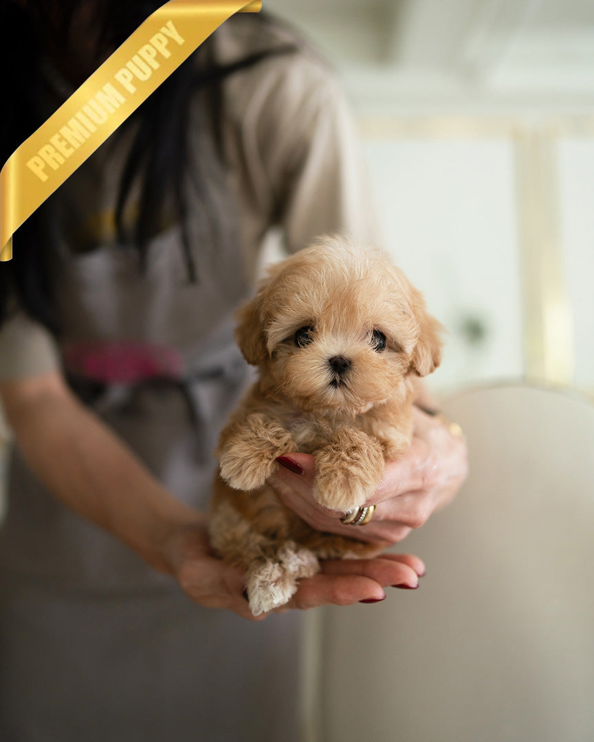 LYRA - FEMALE (PURCHASED by JENNIFER) - ROLLY TEACUP PUPPIES - TEACUP PUPPY FOR SALE