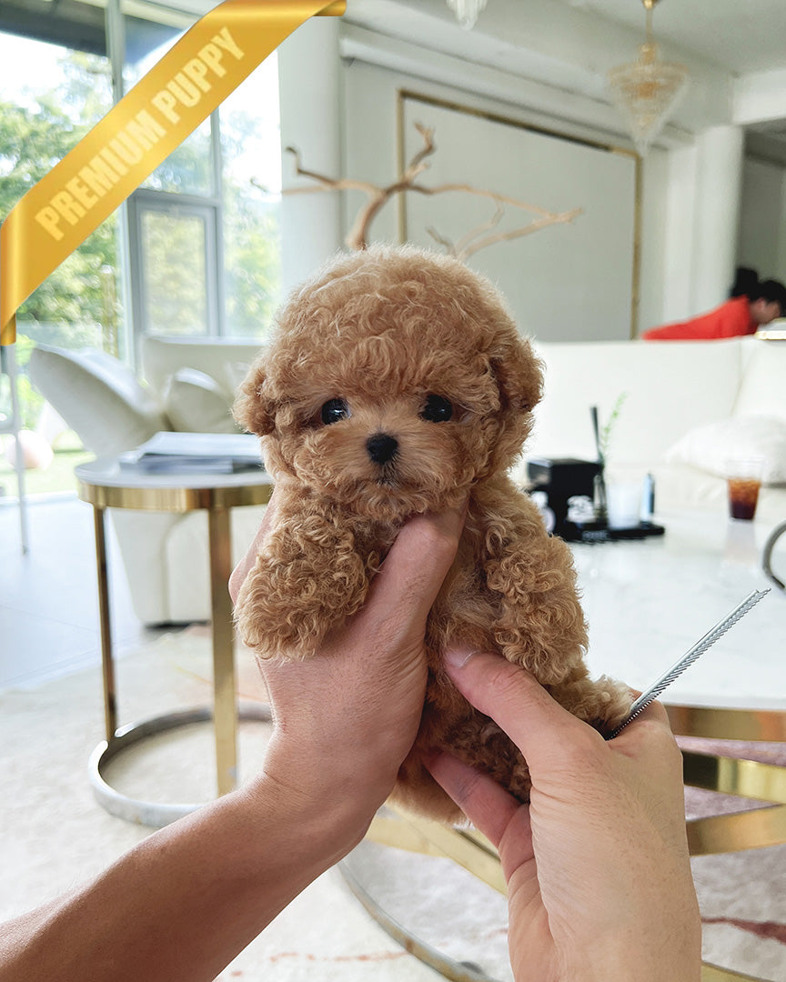 Rolly shops teacup puppies poodles