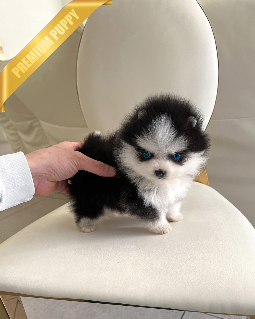 KODA - MALE - ROLLY TEACUP PUPPIES - TEACUP PUPPY FOR SALE