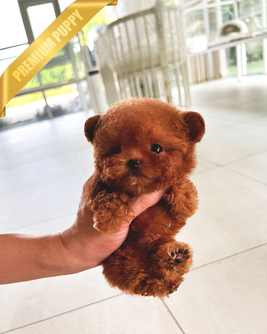 ZIGGY - FEMALE (PURCHASED by LINDSAY) - ROLLY TEACUP PUPPIES - TEACUP PUPPY FOR SALE