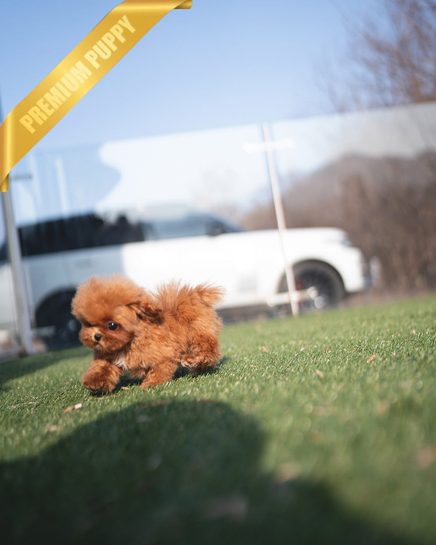 JESSICA - FEMALE (PURCHASED by MARIE) - ROLLY TEACUP PUPPIES - TEACUP PUPPY FOR SALE