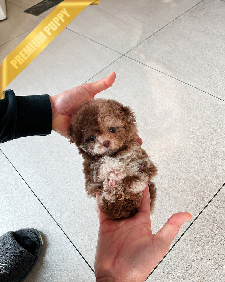 MOCHA - FEMALE(PURCHASED by CHANEL) - ROLLY TEACUP PUPPIES - TEACUP PUPPY FOR SALE