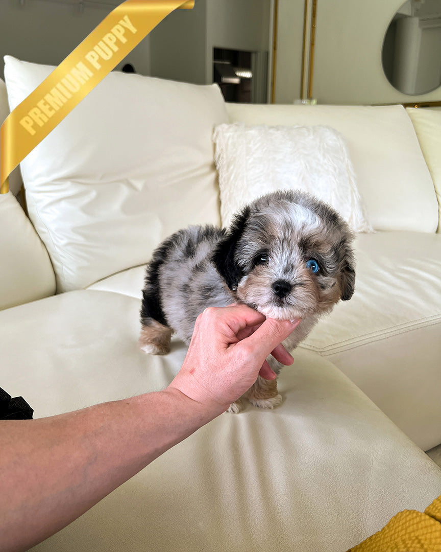 TRIXIE - FEMALE (PURCHASED by DANIEL) - ROLLY TEACUP PUPPIES - TEACUP PUPPY FOR SALE