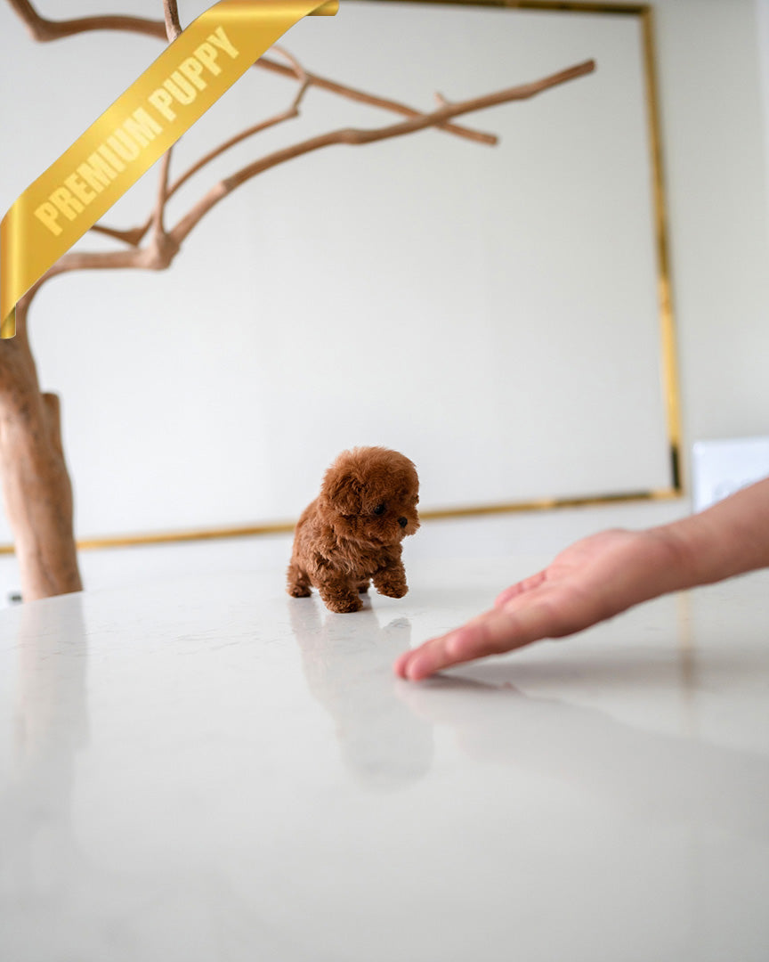 VELVET - FEMALE (PURCHASED by GUILHERME) - ROLLY TEACUP PUPPIES - TEACUP PUPPY FOR SALE