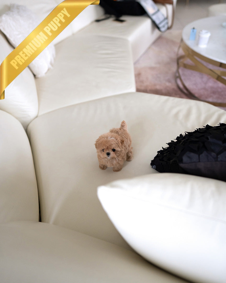 SAMMY - MALE (PURCHASED by NIMESH) - ROLLY TEACUP PUPPIES - TEACUP PUPPY FOR SALE
