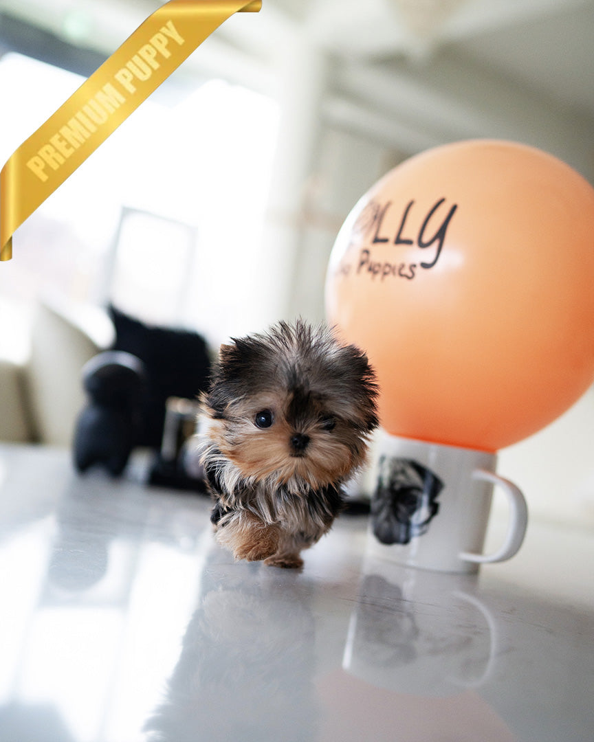 ZOEY - FEMALE (RESERVED by LAUR) - ROLLY TEACUP PUPPIES - TEACUP PUPPY FOR SALE