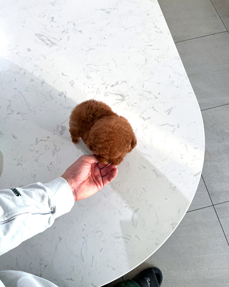 OLIVER - MALE (PURCHASED by ALEXIA&GREGORY) - ROLLY TEACUP PUPPIES -