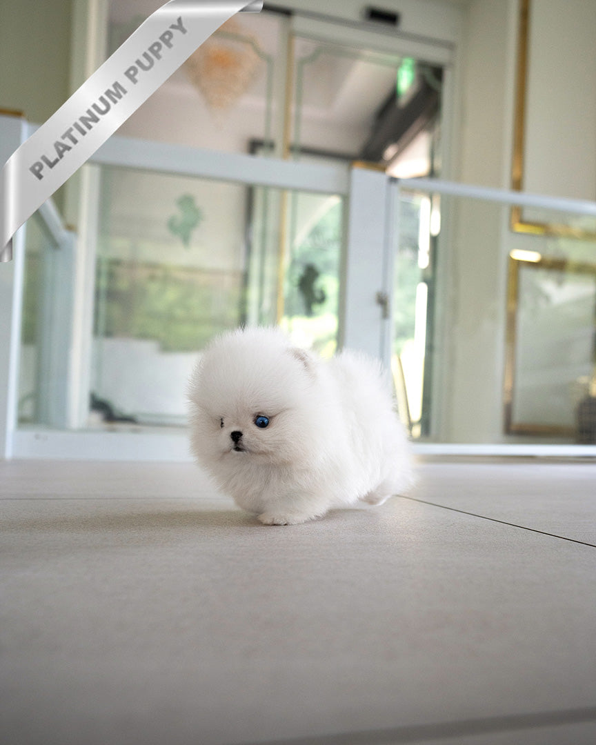 KYLE - MALE - ROLLY TEACUP PUPPIES - TEACUP PUPPY FOR SALE