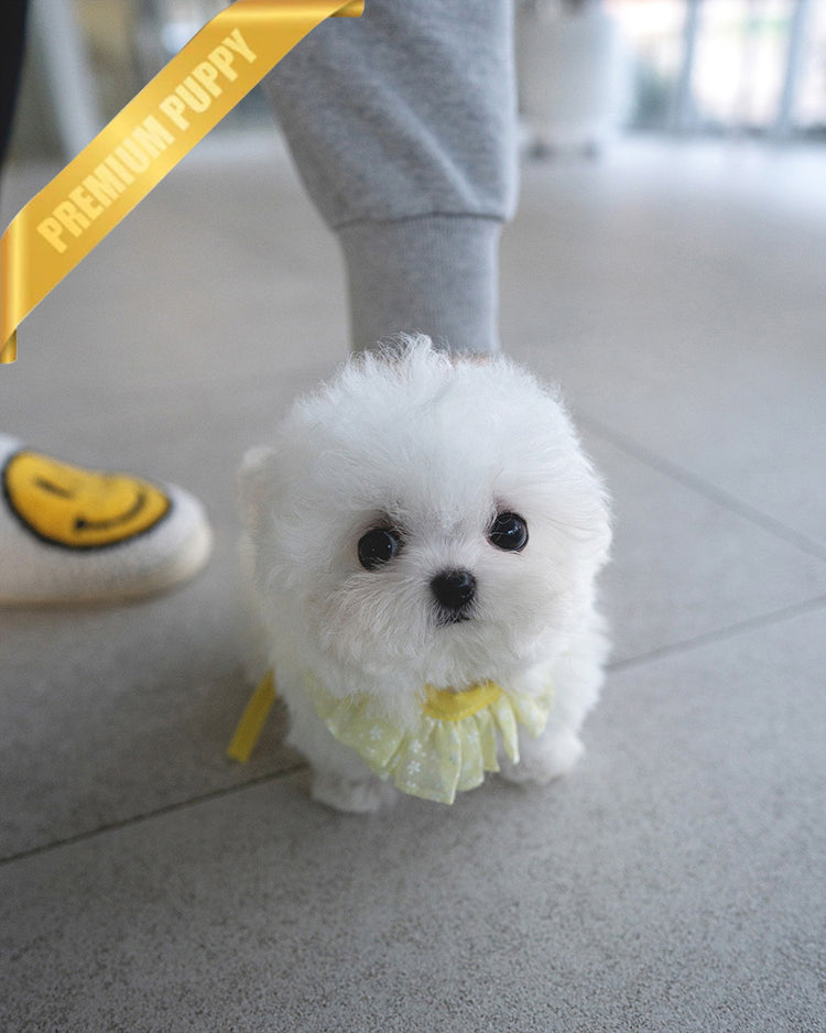 DUSTIN - MALE (PURCHASED by JAMES) - ROLLY TEACUP PUPPIES -