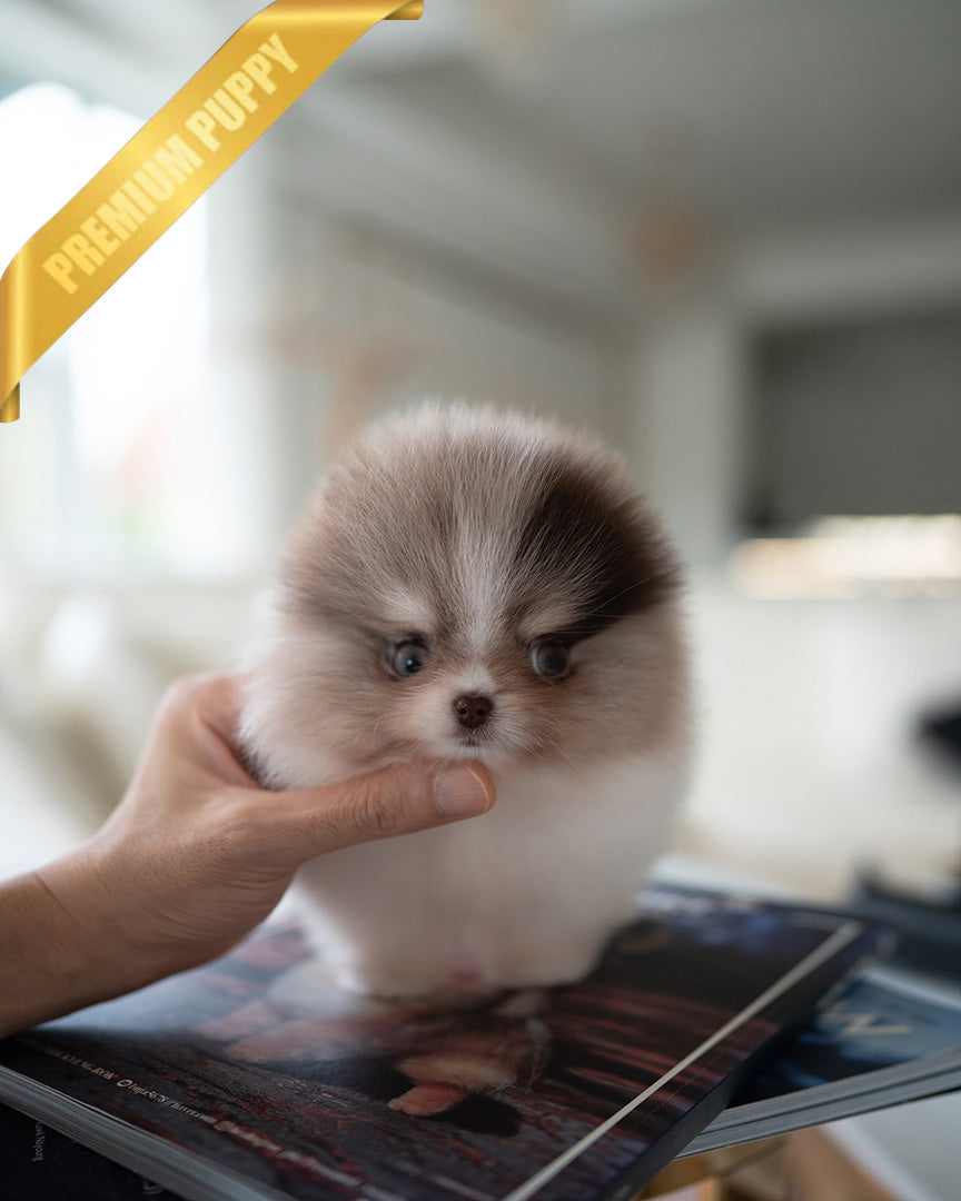 FERGUS - MALE (PURCHASED by JULIE) - ROLLYPUPS OFFICIAL