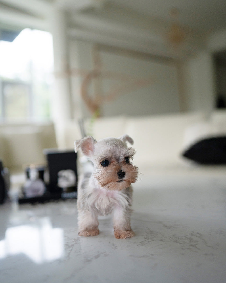 AGGIE - FEMALE (PURCHASED by TAMARA) - ROLLYPUPS OFFICIAL