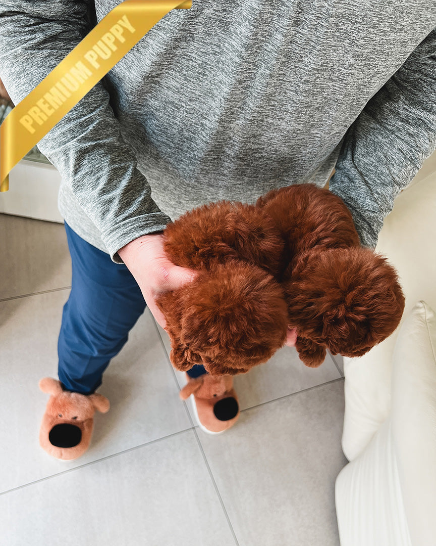 POODLES (PURCHASED by ADRIANA) - ROLLY TEACUP PUPPIES - TEACUP PUPPY FOR SALE