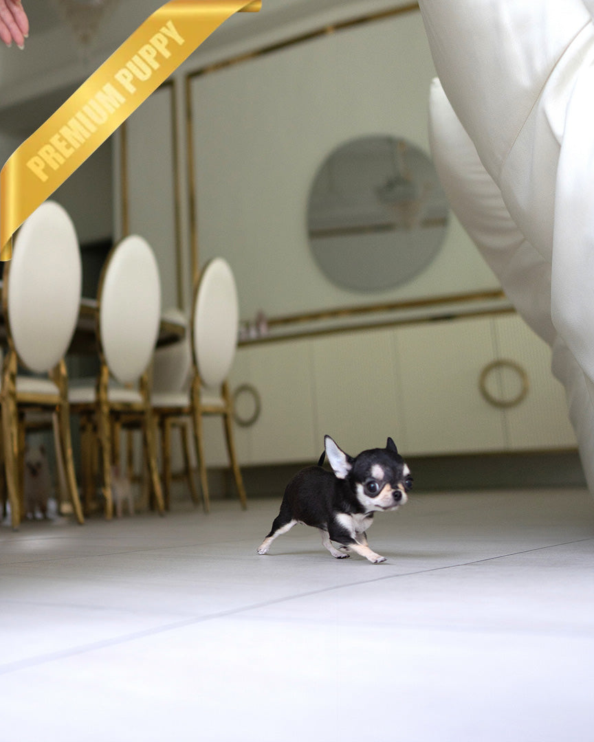 MIMI - FEMALE (PURCHASED by ALEN) - ROLLY TEACUP PUPPIES - TEACUP PUPPY FOR SALE