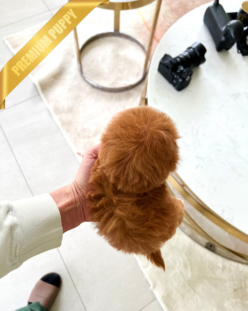 DOLORES - FEMALE - ROLLY TEACUP PUPPIES - TEACUP PUPPY FOR SALE