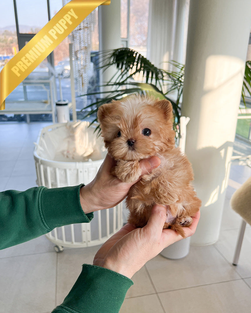 LOUIS - MALE (PURCHASED by SIBILLA) - ROLLY TEACUP PUPPIES - TEACUP PUPPY FOR SALE