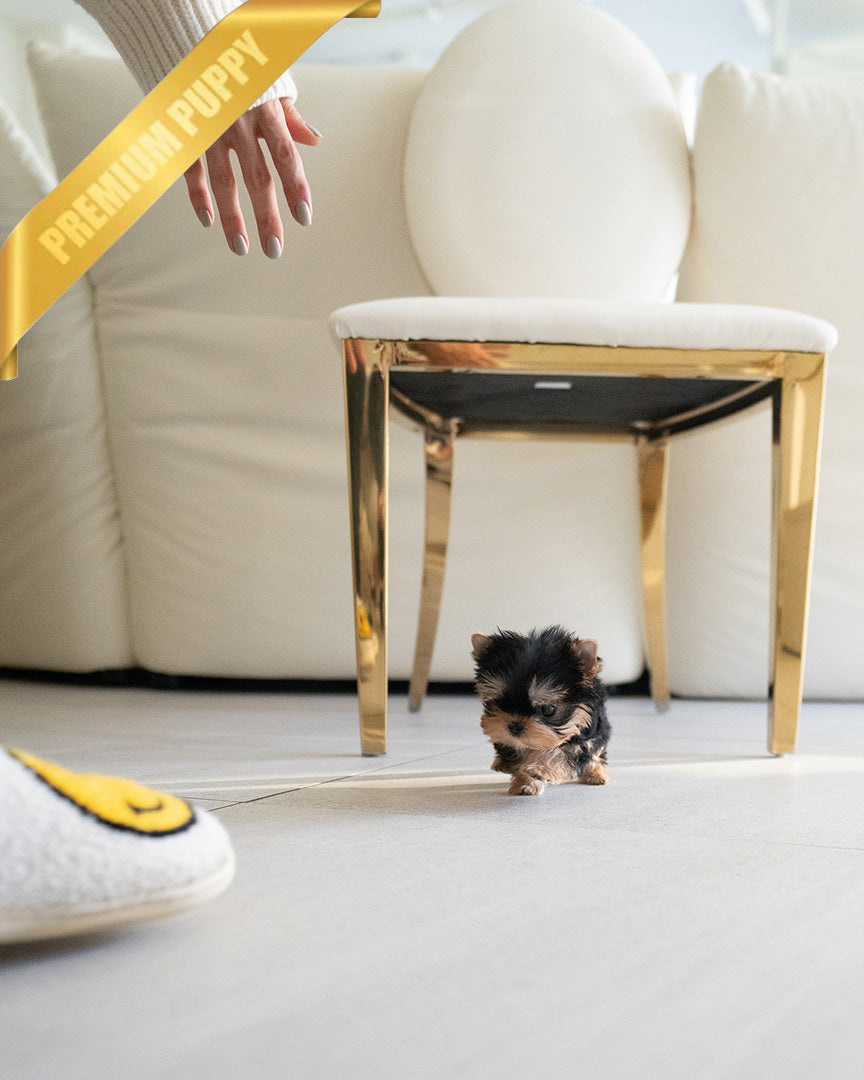 STELLA - FEMALE (PURCHASED by REBECA) - ROLLY TEACUP PUPPIES - TEACUP PUPPY FOR SALE