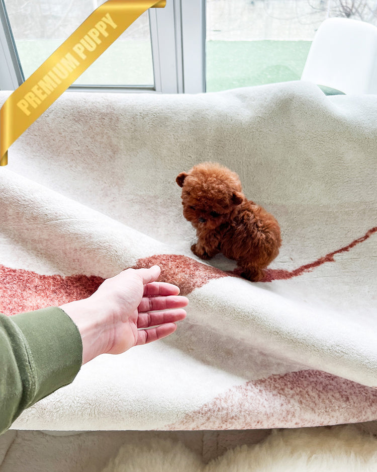 CINNAMON - FEMALE(RESERVED by LINZ) - ROLLY TEACUP PUPPIES - TEACUP PUPPY FOR SALE