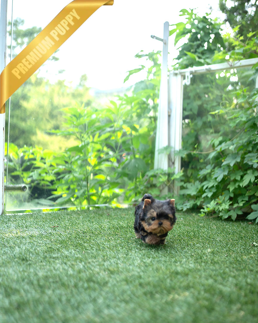 STELLA - FEMALE (PURCHASED by ANT) - ROLLYPUPS OFFICIAL