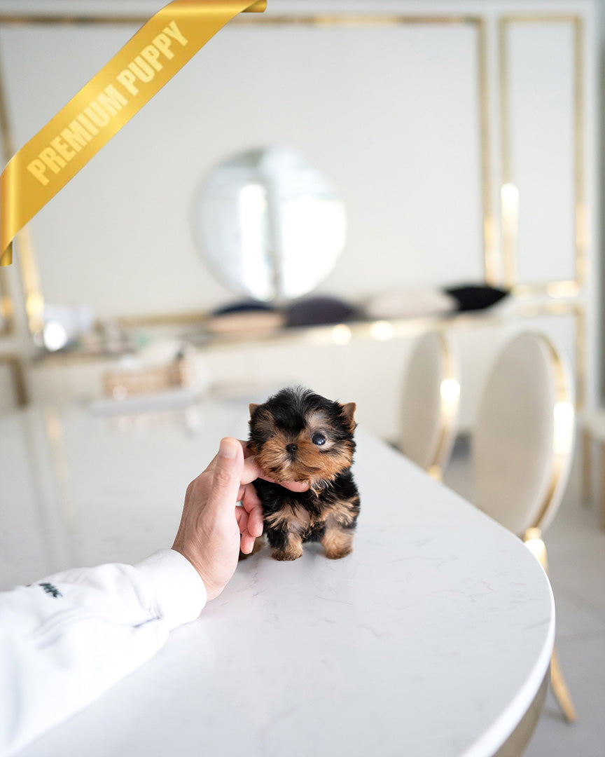 LILY - FEMALE (PURCHASED by ALEJANDRO) - ROLLYPUPS OFFICIAL