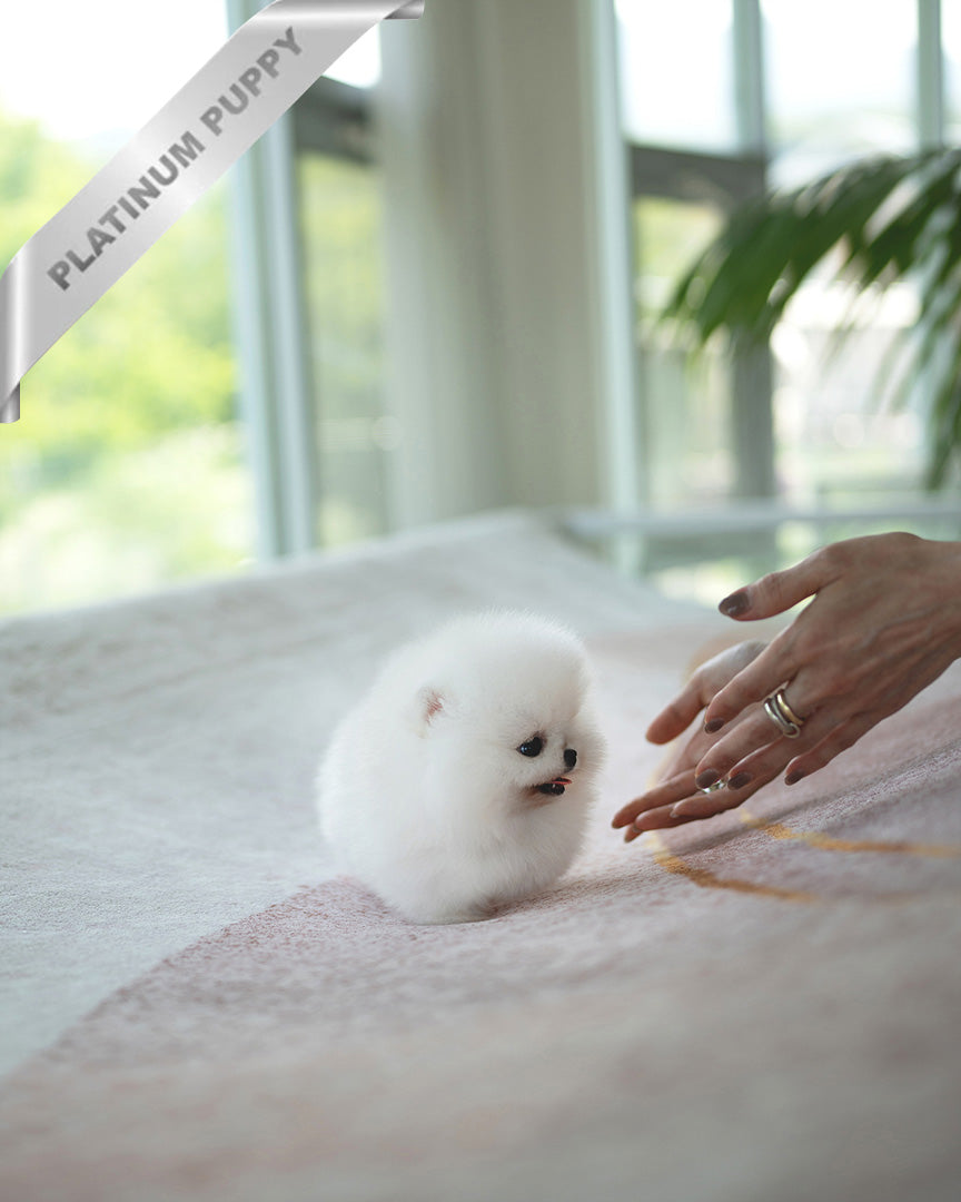 TAYLOR - MALE (PURCHASED by ALVARO) - ROLLY TEACUP PUPPIES - TEACUP PUPPY FOR SALE