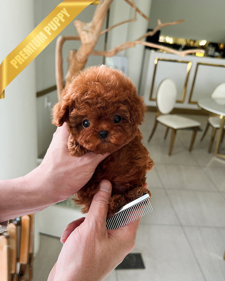 ARLO - MALE (PURCHASED by KIMBERLY) - ROLLY TEACUP PUPPIES - TEACUP PUPPY FOR SALE