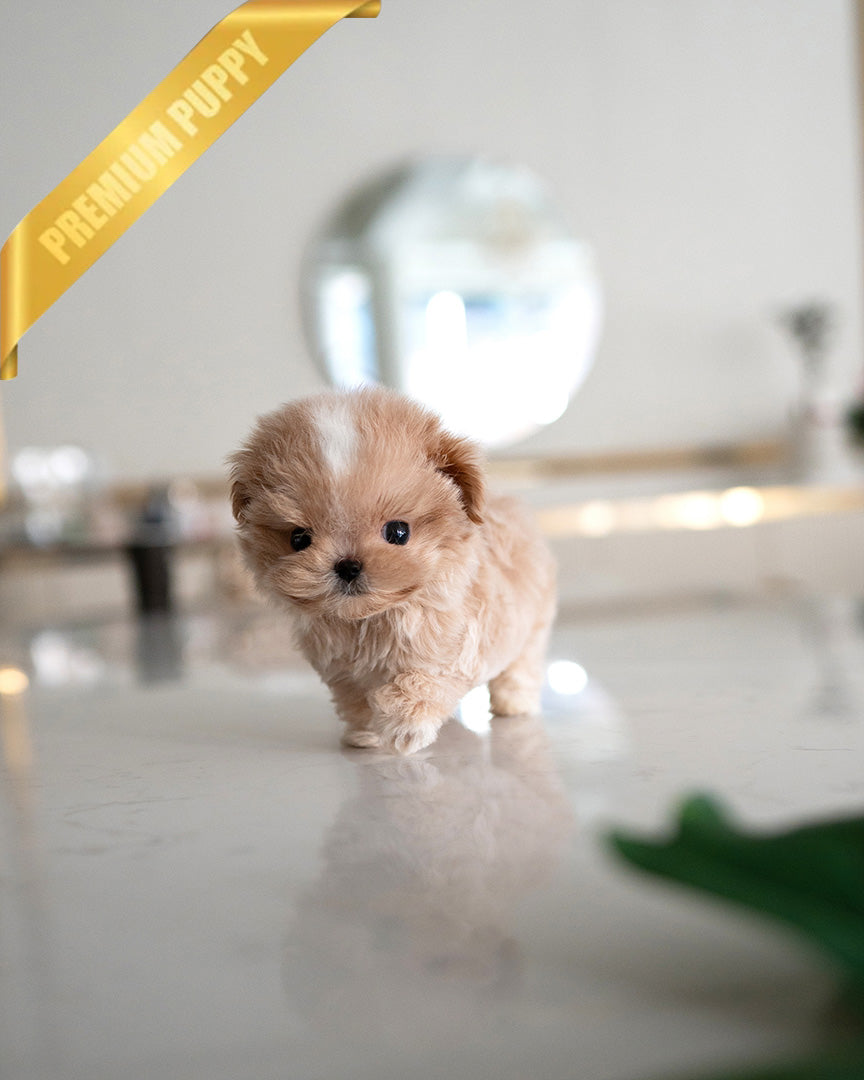 MYLES - MALE (PURCHASED by Lourdes) - ROLLY TEACUP PUPPIES - TEACUP PUPPY FOR SALE