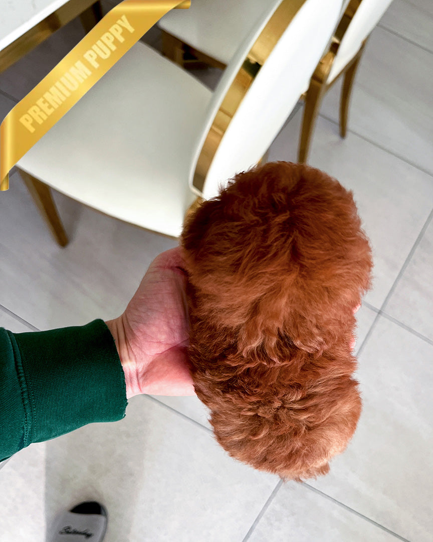 OLIVIA - FEMALE (PURCHASED by KIRK) - ROLLY TEACUP PUPPIES - TEACUP PUPPY FOR SALE