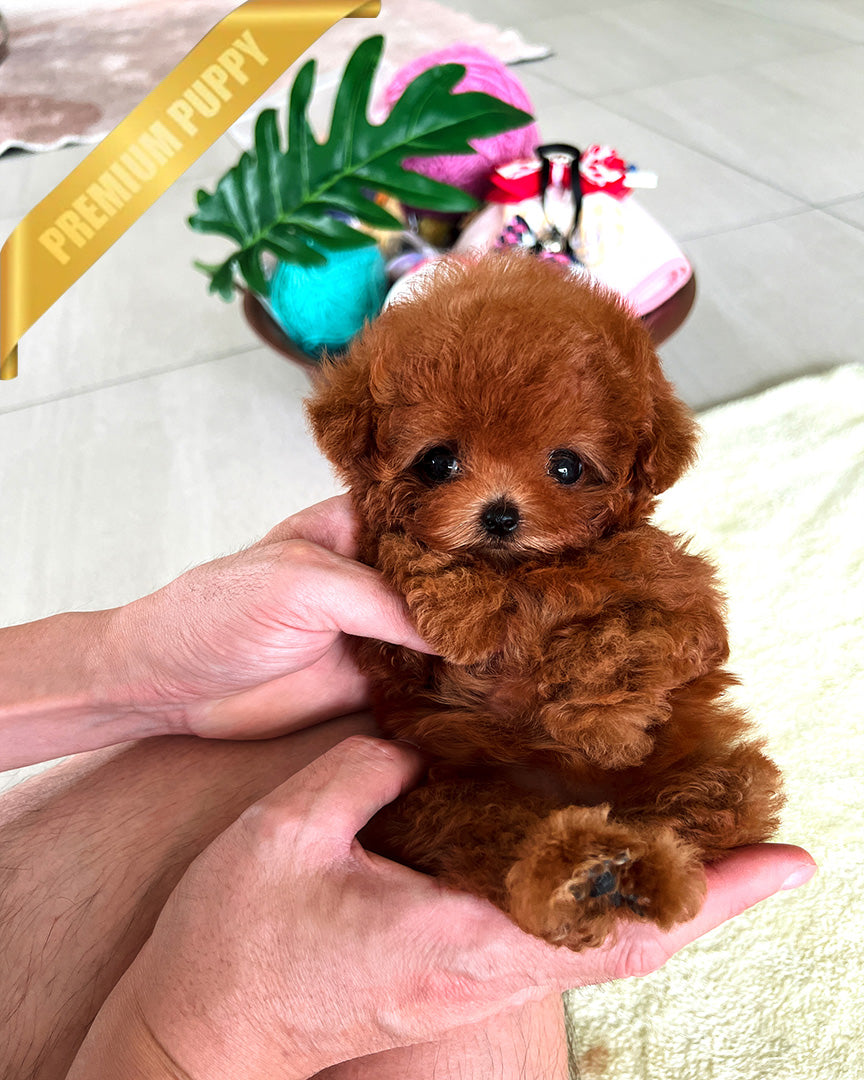 BERRY - FEMALE - ROLLY TEACUP PUPPIES - TEACUP PUPPY FOR SALE