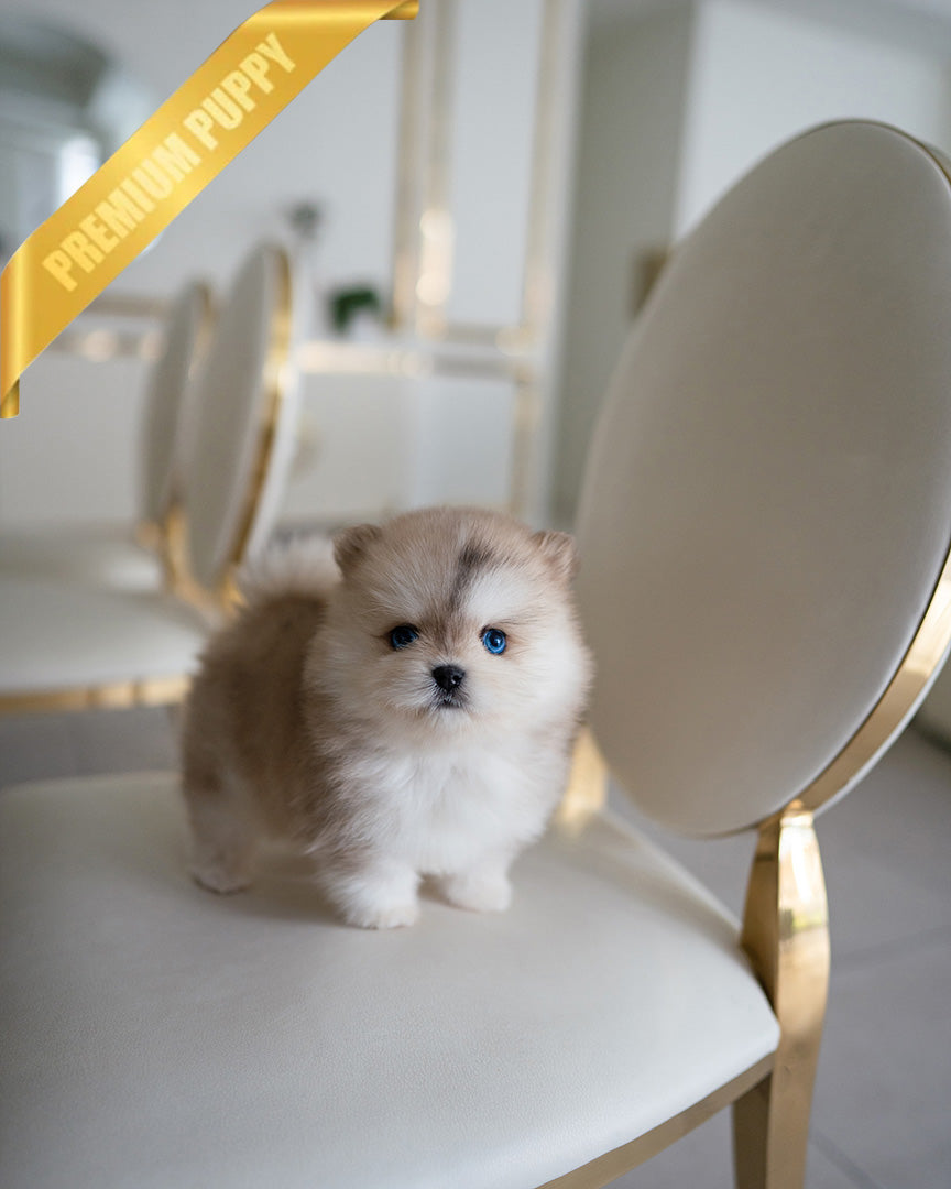 KNOX - MALE (PURCHASED by SZU) - ROLLY TEACUP PUPPIES - TEACUP PUPPY FOR SALE