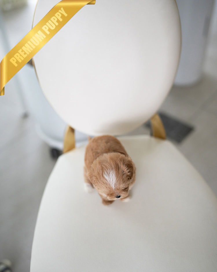 CAMILLE - FEMALE (PURCHASED by BONNIE) - ROLLYPUPS OFFICIAL