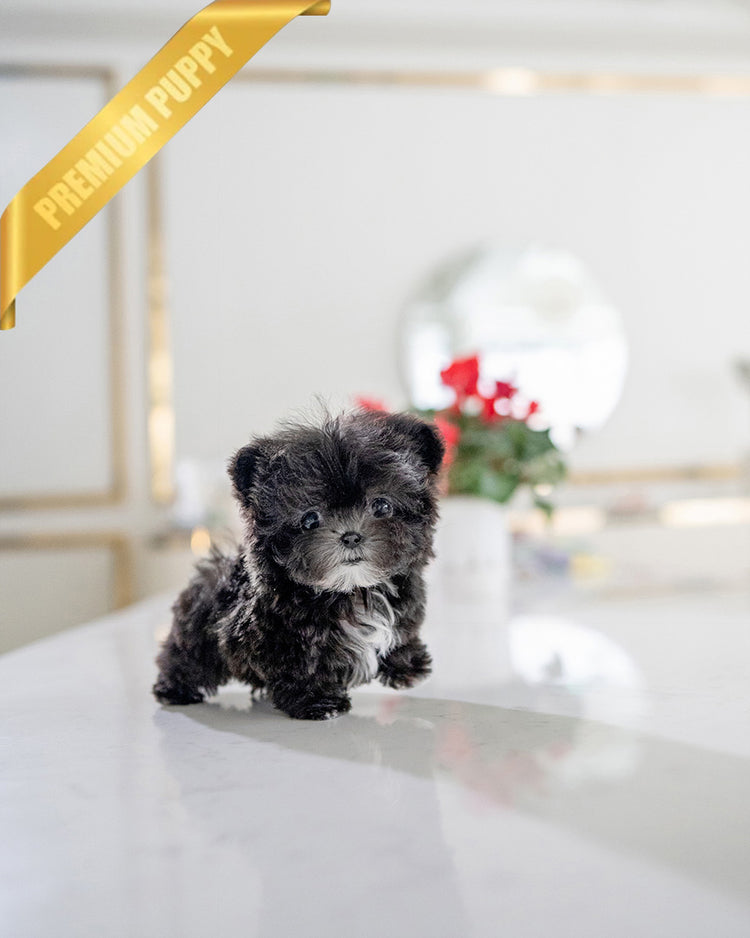 PICO - MALE (RESERVED by HARLOW & LANDON) - ROLLY TEACUP PUPPIES - TEACUP PUPPY FOR SALE