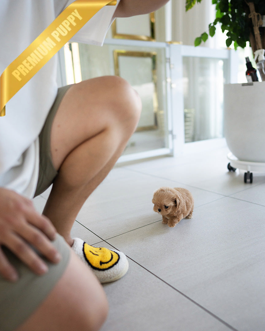 SKY - MALE (PURCHASED by OLIVIA) - ROLLYPUPS OFFICIAL