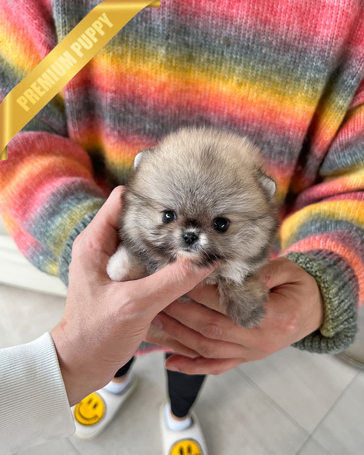 CREAMY - FEMALE (PURCHASED by RITA) - ROLLY TEACUP PUPPIES -