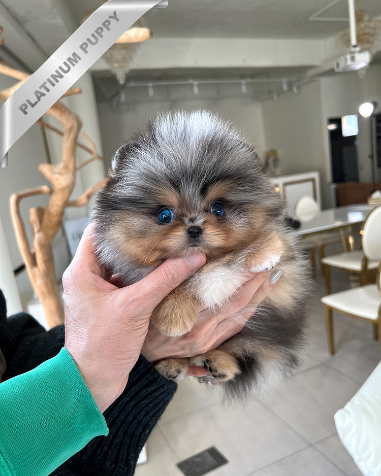 OSCAR - MALE (PURCHASED by ANDREA) - ROLLY TEACUP PUPPIES - TEACUP PUPPY FOR SALE