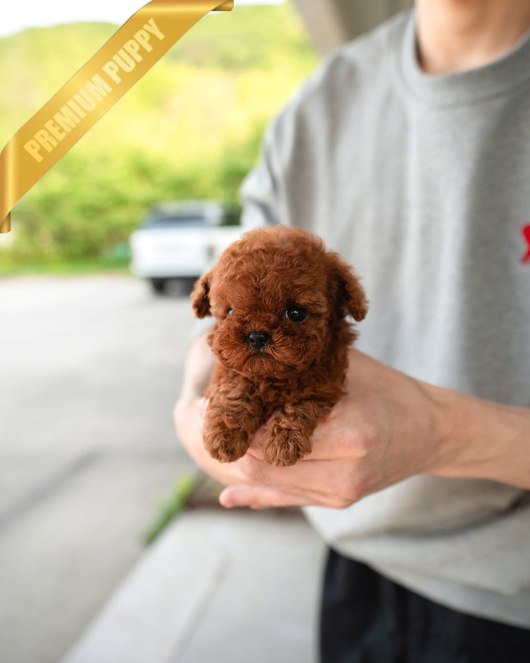 AMELIA - FEMALE (PURCHASED by ESTEFANIA) - ROLLY TEACUP PUPPIES - TEACUP PUPPY FOR SALE