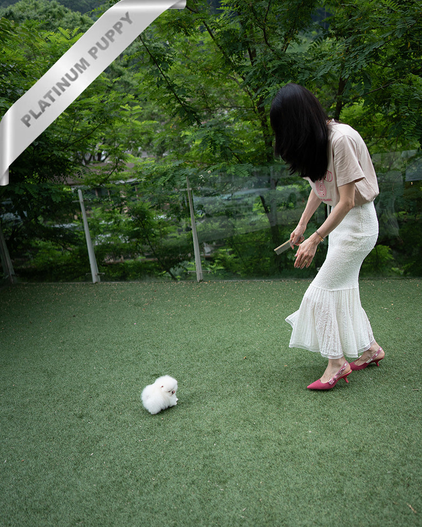 PUFFIN - FEMALE (PURCHASED by LILLIANE) - ROLLY TEACUP PUPPIES - TEACUP PUPPY FOR SALE