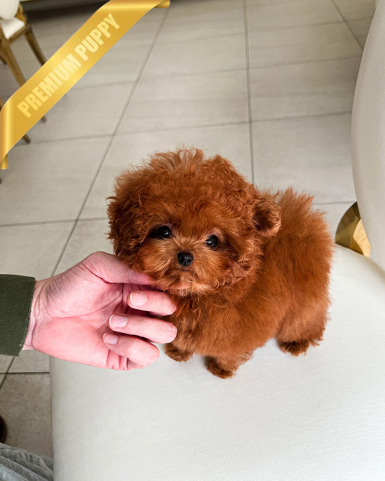 DOLLY - FEMALE - ROLLY TEACUP PUPPIES - TEACUP PUPPY FOR SALE