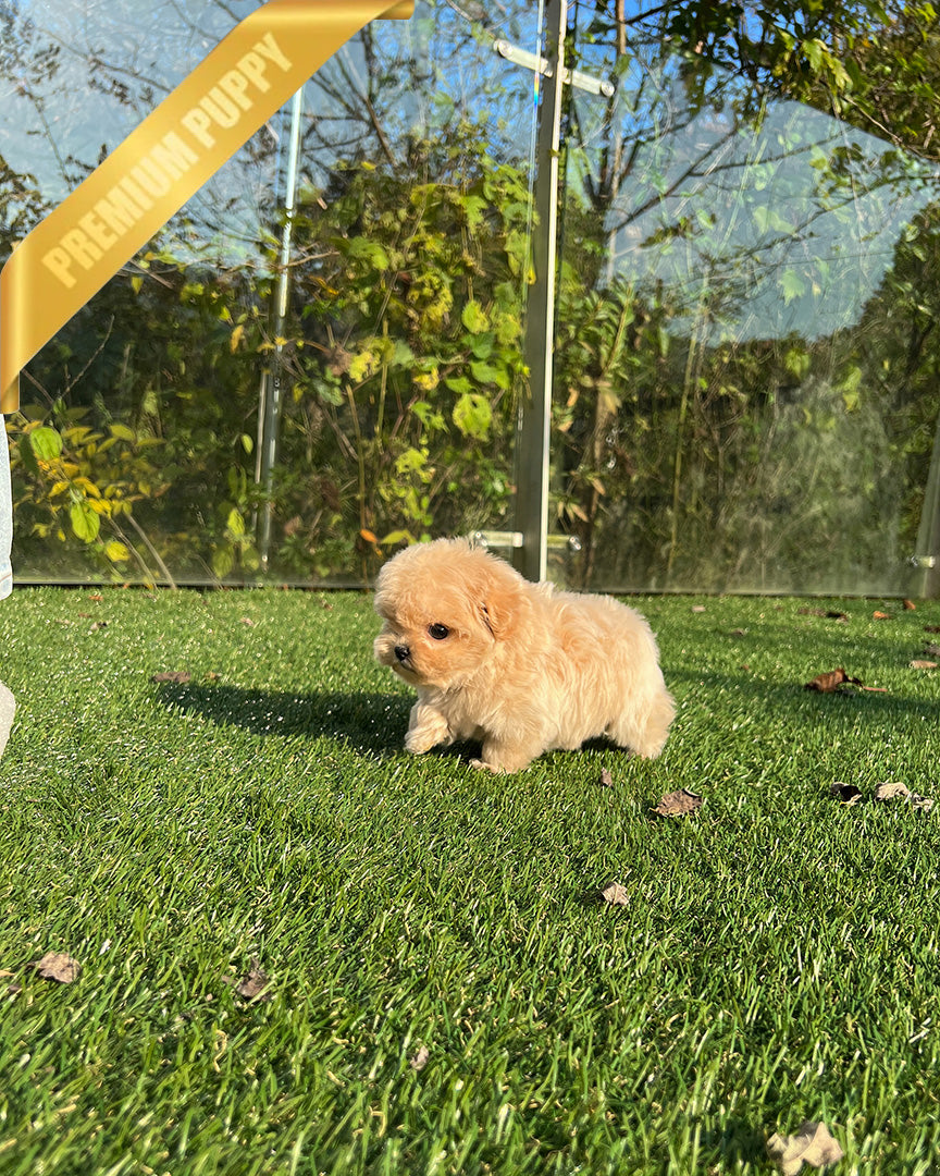 ZOEY - FEMALE - ROLLYPUPS OFFICIAL