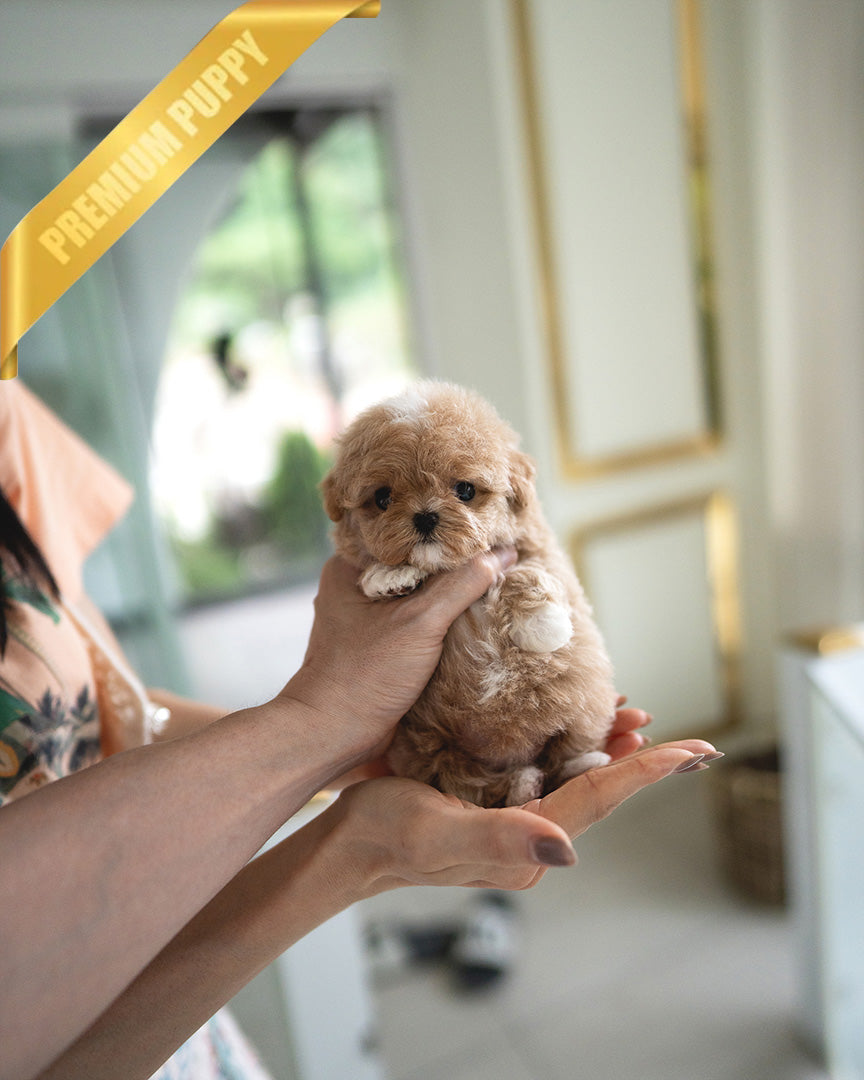 LYRA - FEMALE (PURCHASED by LARISSA) - ROLLY TEACUP PUPPIES - TEACUP PUPPY FOR SALE