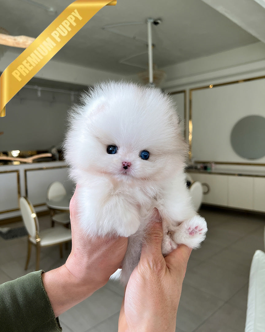 COSMO - MALE - ROLLYPUPS OFFICIAL