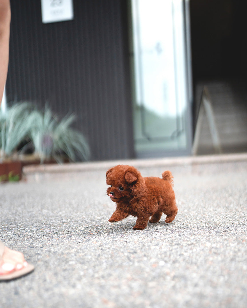 SIMON - MALE (RESERVED by ELISA) - ROLLYPUPS OFFICIAL