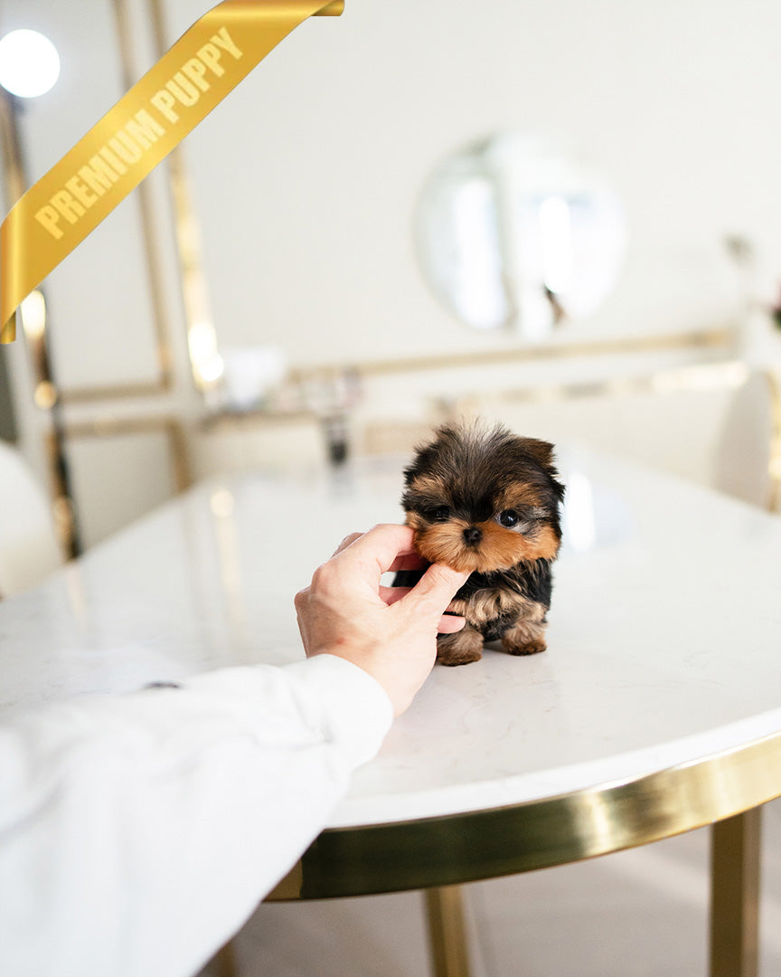 EMMA - FEMALE (PURCHASED by MONICA) - ROLLY TEACUP PUPPIES -