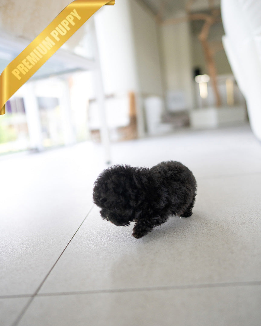 BAILEY - MALE (PURCHASED by FRED) - ROLLYPUPS OFFICIAL